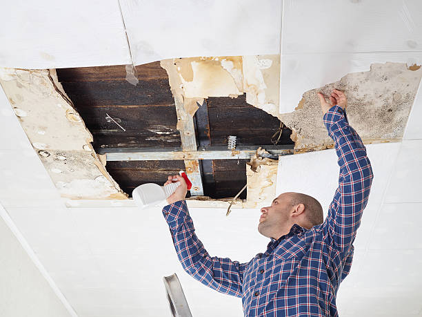 Reliable Eagle Grove, IA Mold Removal Solutions